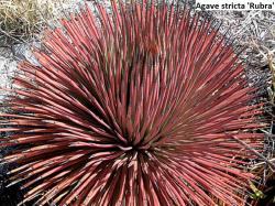 Seme cveća: Agave stricta f. rubra - 10 semenki